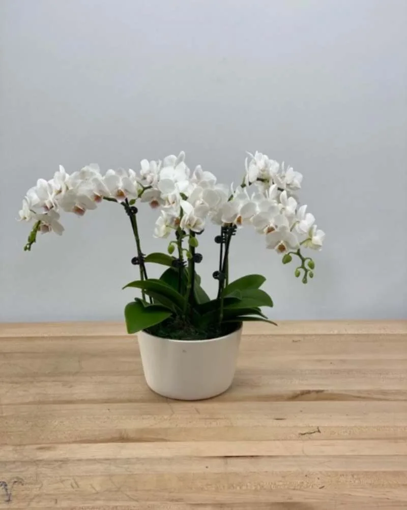 Blossoms of Bethesda, business photo 4