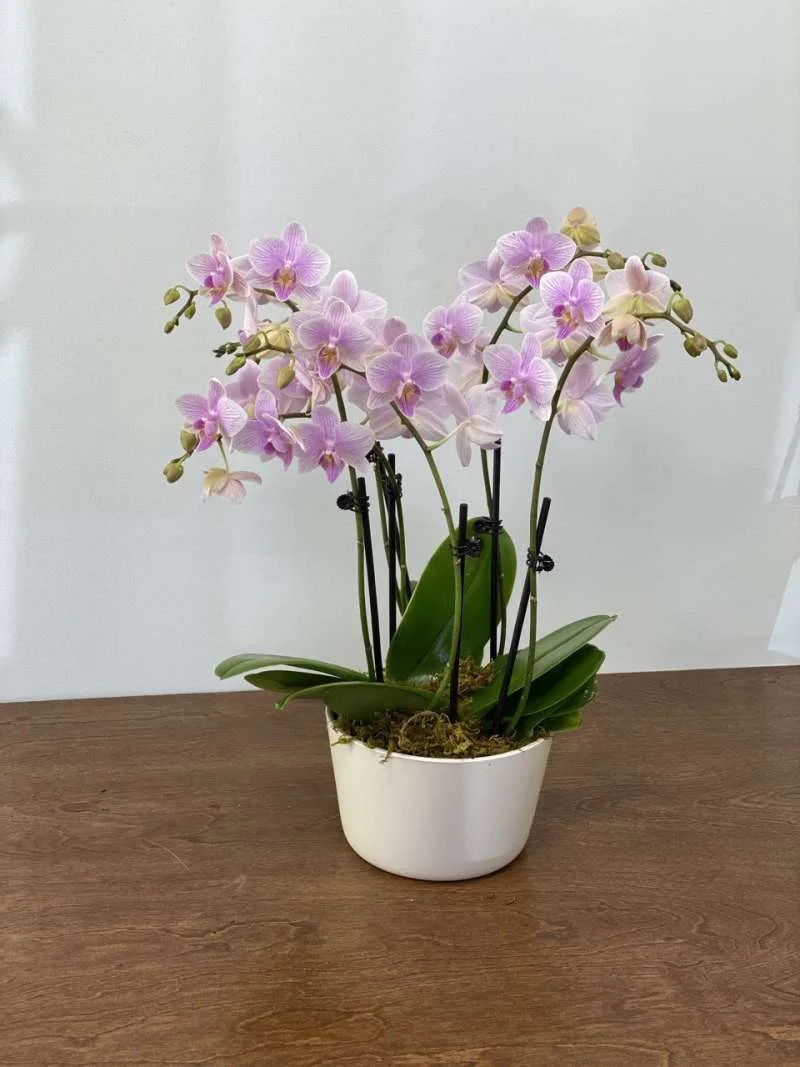 Blossoms of Bethesda, business photo 2