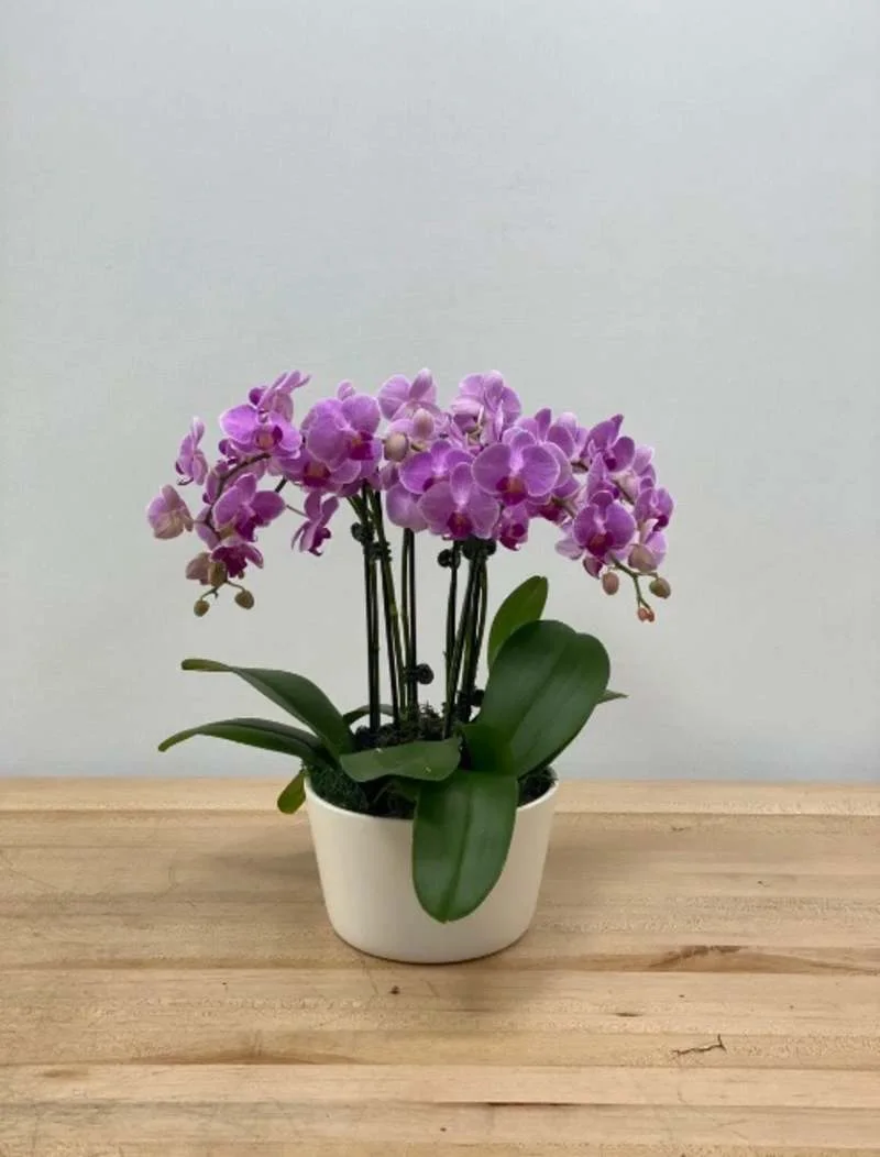 Blossoms of Bethesda, business photo 3