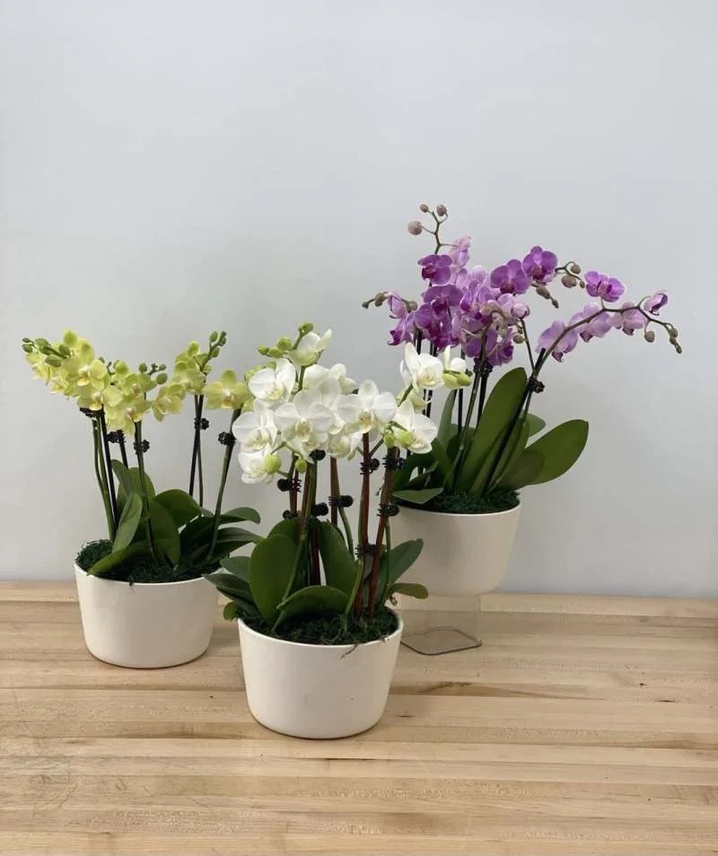 Blossoms of Bethesda business photo